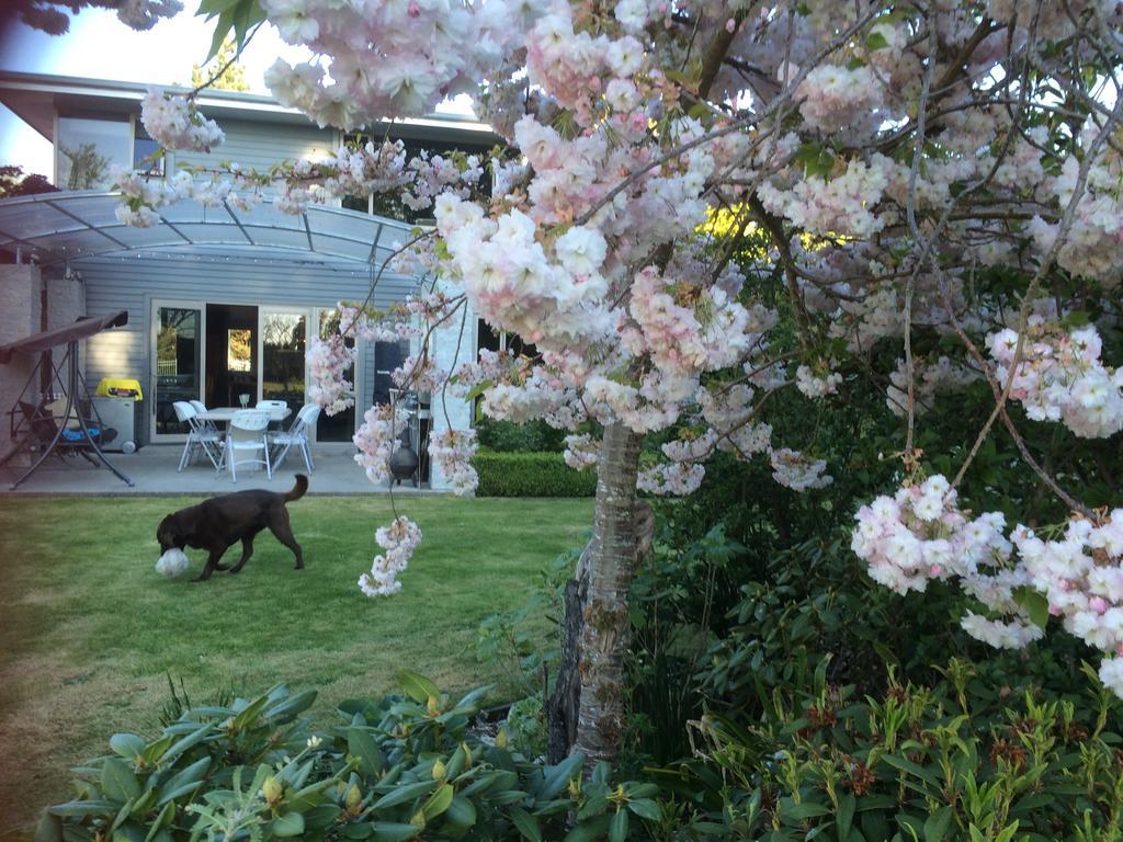 Bed & Breakfast Airport Guesthouse Christchurch Airport
