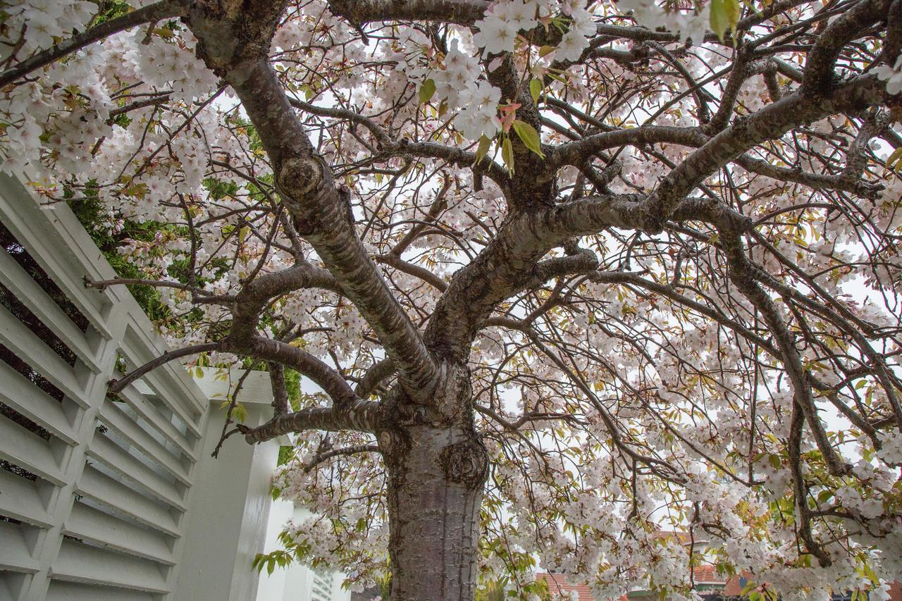 40 Thornycroft Street Bed & Breakfast Christchurch